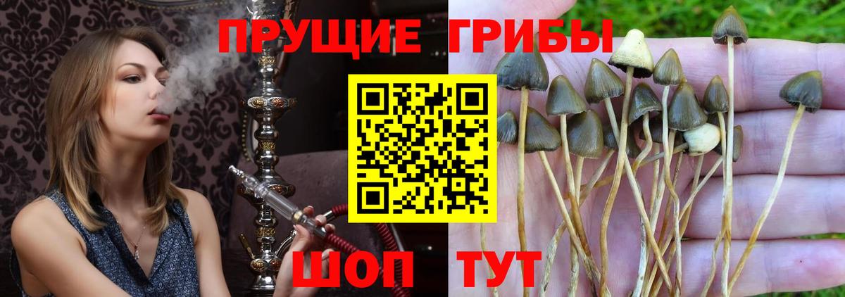 Псилоцибиновые грибы Cubensis Россия